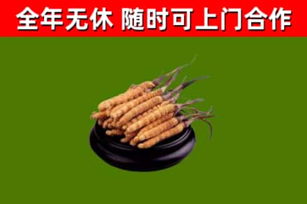 达孜区烟酒回收冬虫夏草.jpg
